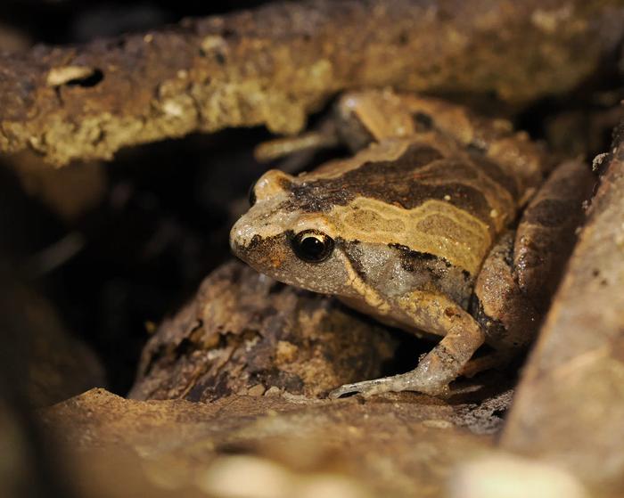 Okinawa narrow-mouthed toad