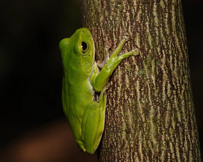 Amami green tree frog