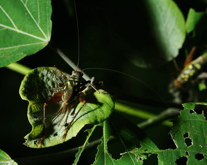 Cardiodactylus guttulus