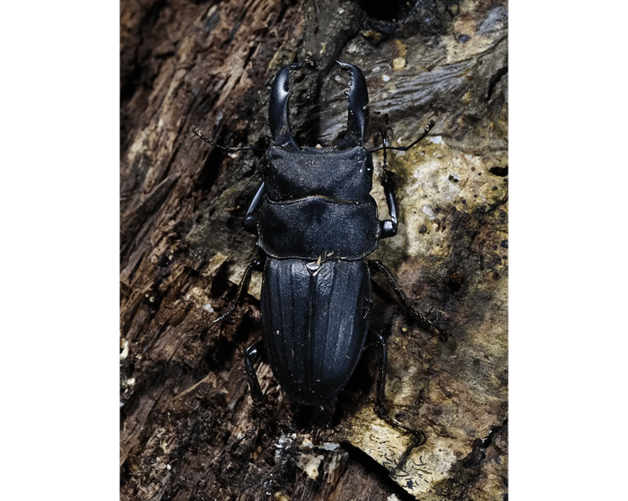 Dorcus metacostatus