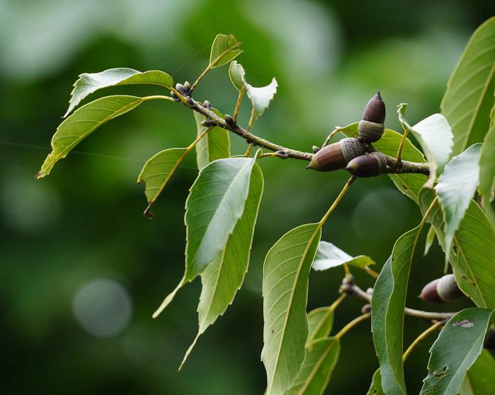 Quercus glauca var. amamiana