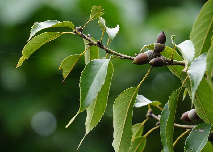 アマミアラカシ