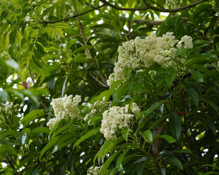 Taiwanese photinia