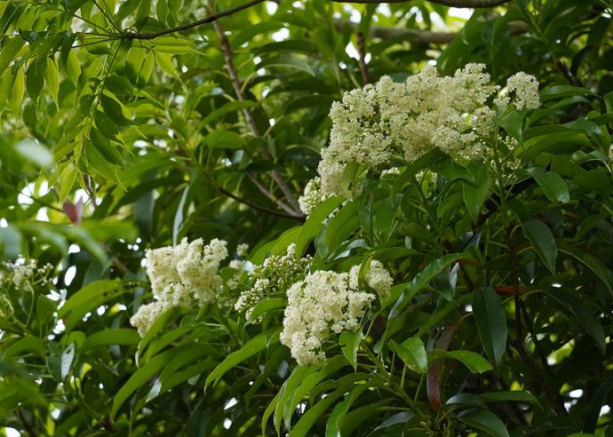 オオカナメモチ