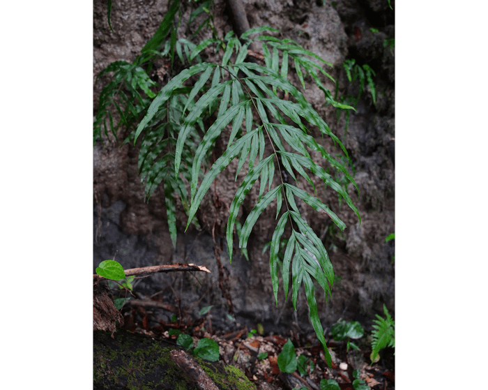 Pteris formosana