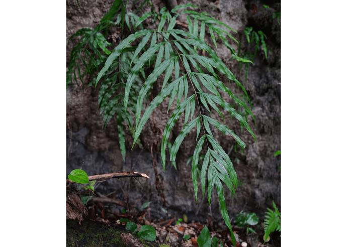 タイワンアマクサシダ