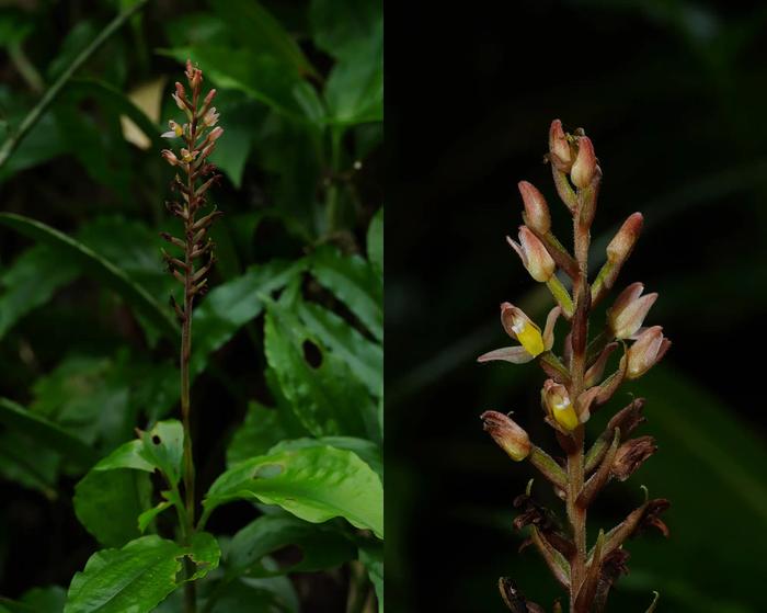 Goodyera clavata