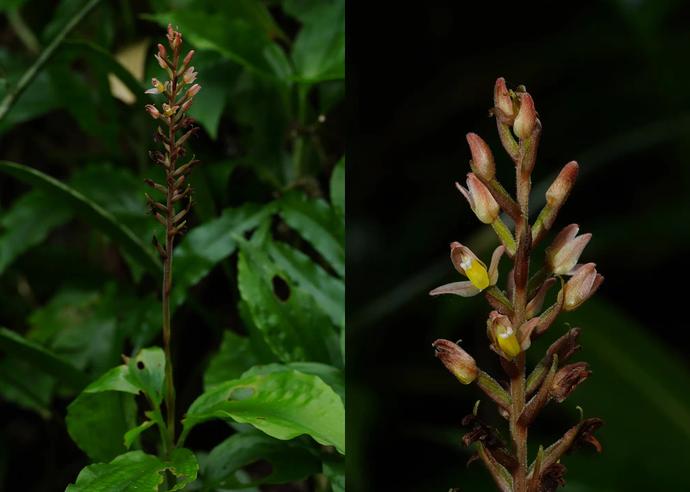 ナンバンキンギンソウ