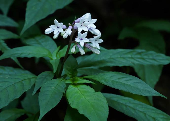 サツマイナモリ