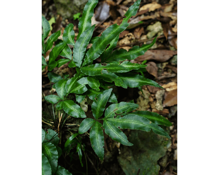 Pteris nipponica