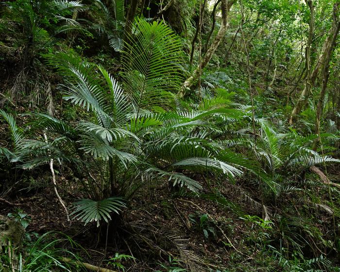 Formosa palm