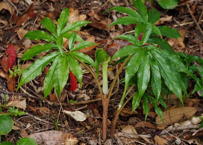 オオアマミテンナンショウ