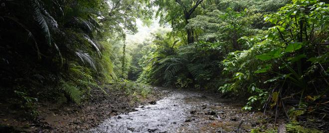 Tokunoshima A:Forest along the valley - A1:Accessible forest