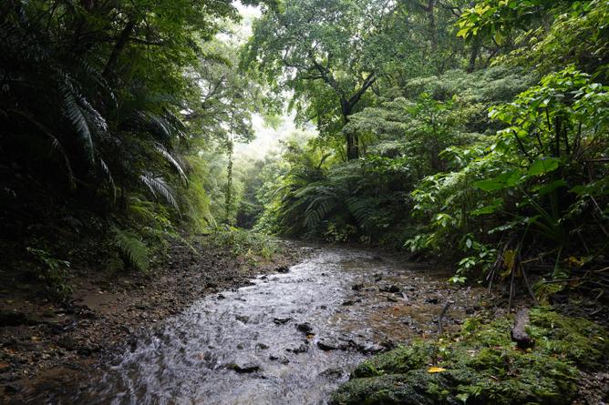 Animals and Plants Thriving in the ‘Accessible Forest’ along the Valley