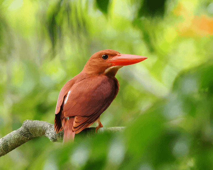 Ruddy kingfisher