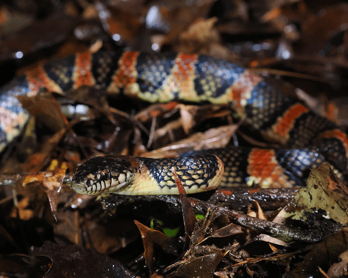 Ryukyu odd-tooth snake