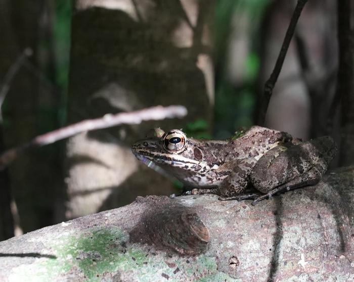 Amami tip-nosed frog