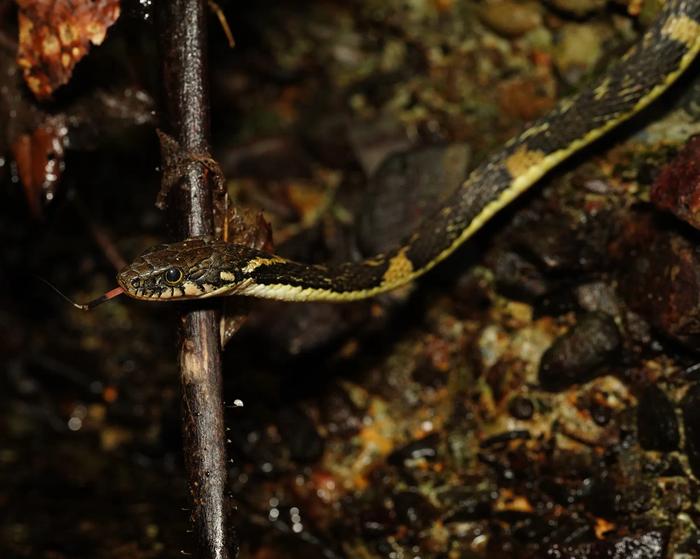 Pryer’s keelback snake