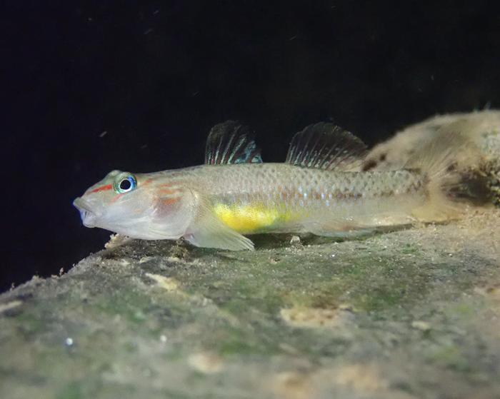 Rhinogobius sp.