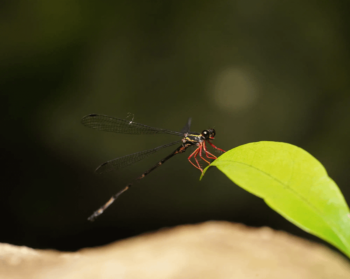 Rhipidolestes amamiensis tokunoshimensis