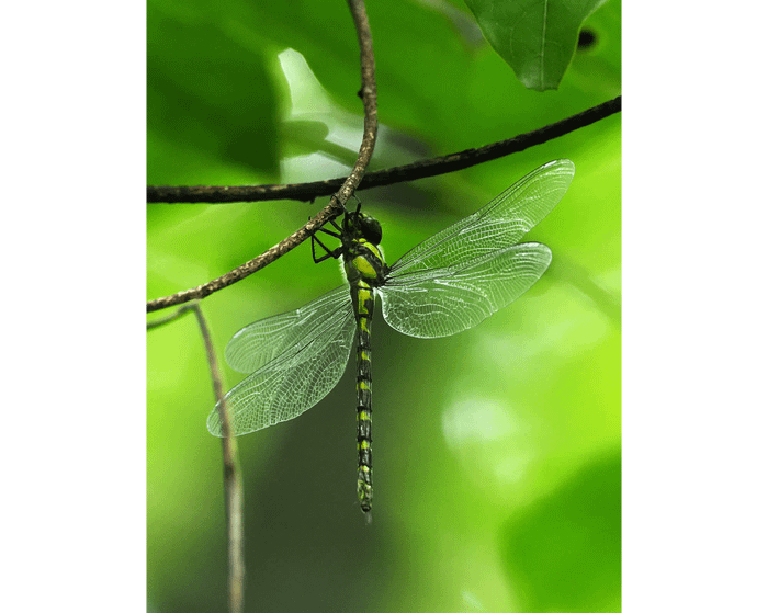 Aeschnophlebia milnei naica