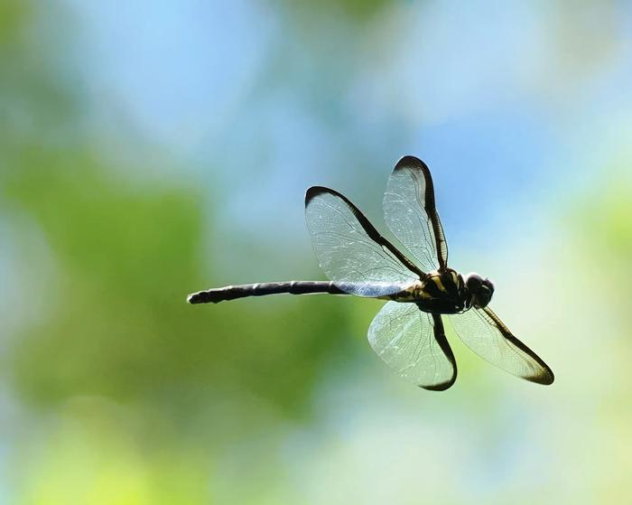 Chlorogomphus brunneus costalis