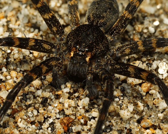 Okinawan fishing spider