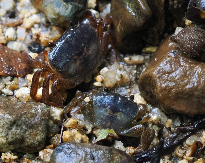 Geothelphusa obtusipes