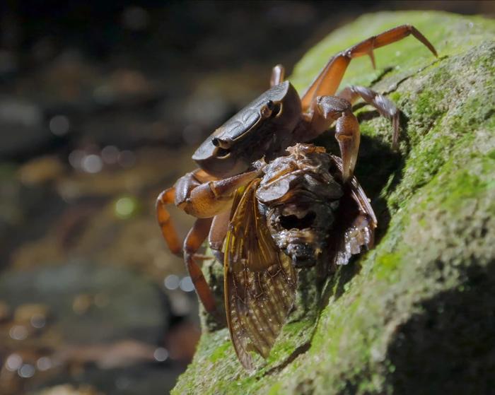 Geothelphusa sakamotoana 