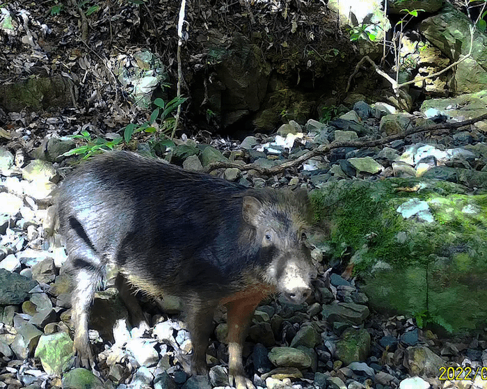 Ryukyu wild boar