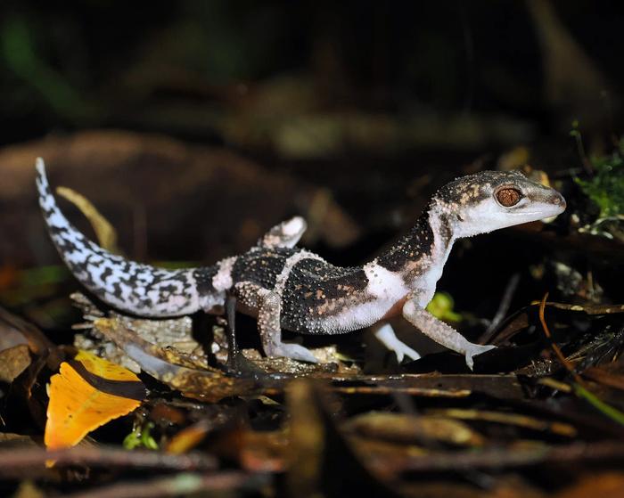 Banded ground gecko