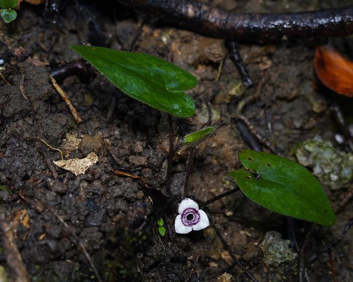 Asarum leucosepalum