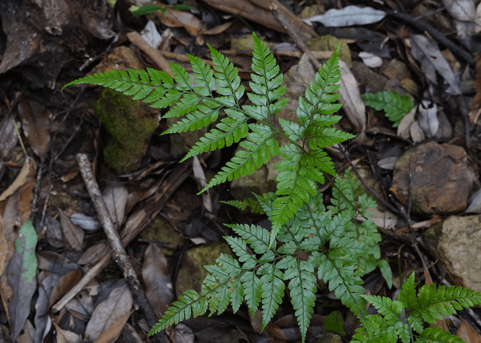 コバノカナワラビ