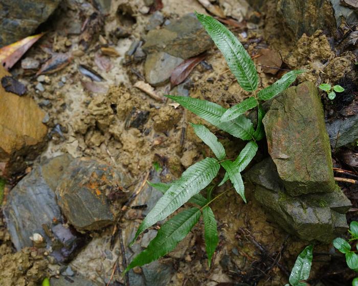 Thelypteris triphylla