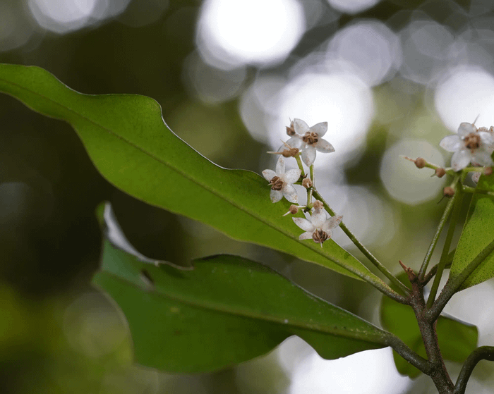 Ardisia quinquegona