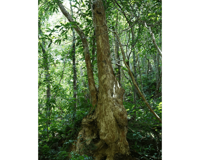 Taiwan crepe myrtle