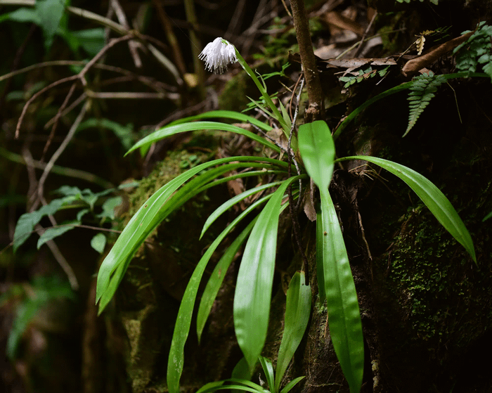 Heloniopsis leucantha