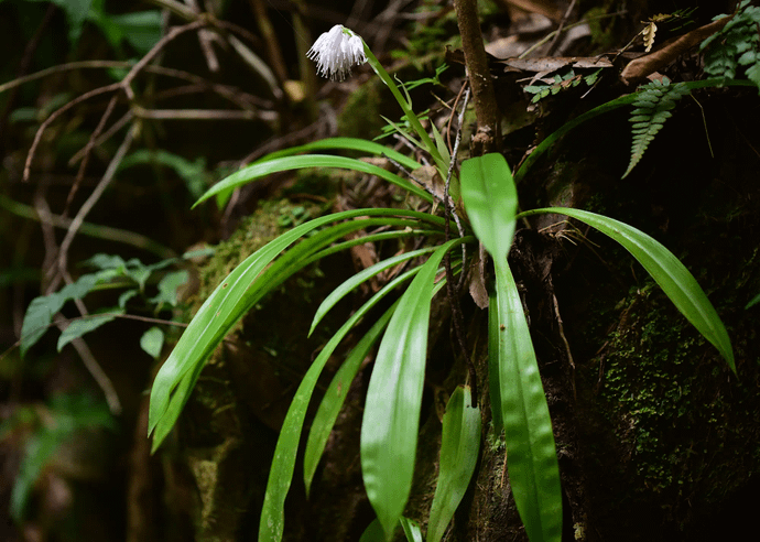 オオシロショウジョウバカマ