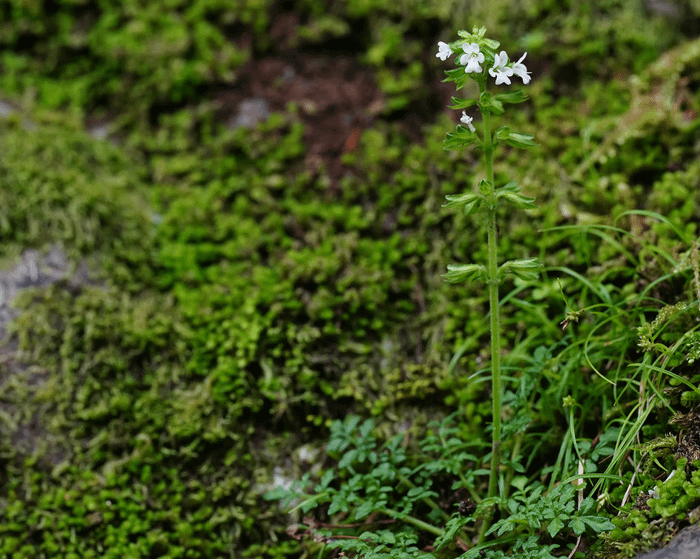 Salvia pygmaea var. pygmaea