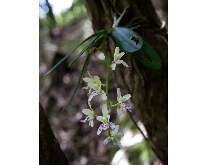 Sedirea japonica