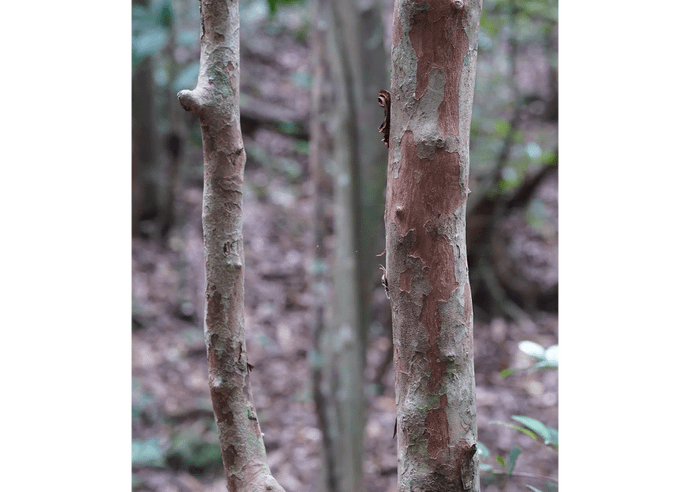 アカハダコバンノキ