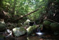 A2:Forest along the mountain streams