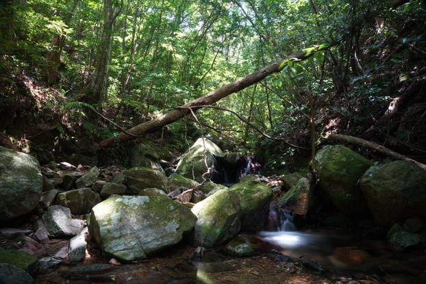 Tokunoshima: A: Forest along the valley - A2: Forest along the mountain streams