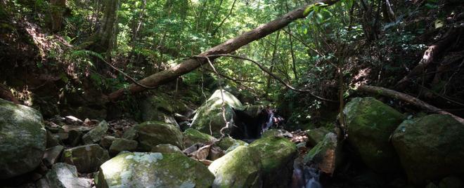 Tokunoshima A:Forest along the valley - A2:Forest along the mountain streams