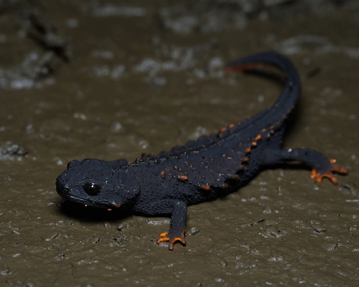 Raffaëlli's spiny crocodile newt