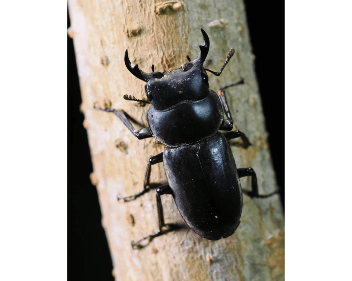 Dorcus amamianus kubotai 