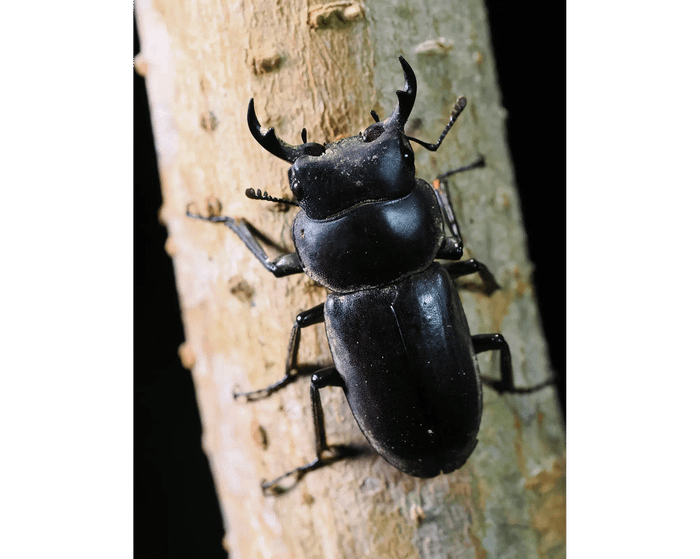 Dorcus amamianus kubotai