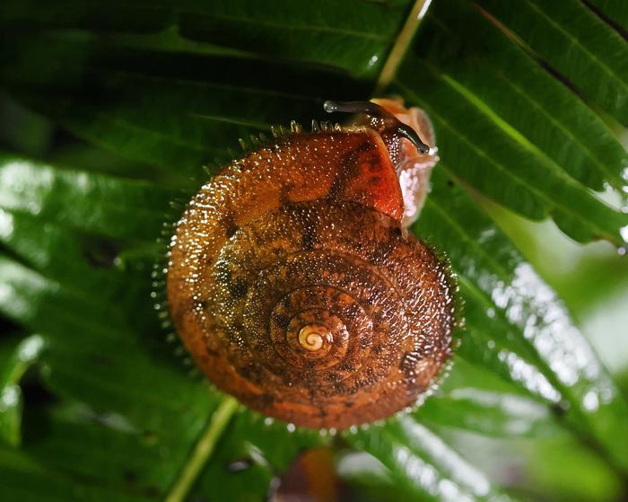 Aegista  kiusiuensis tokunovaga