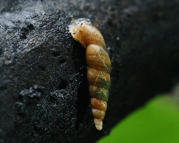 Stereophaedusa caudata