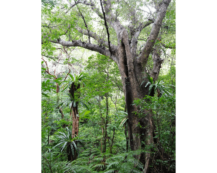 Quercus miyagii